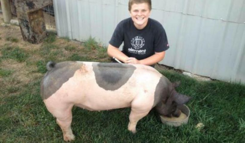 Boy With Pig