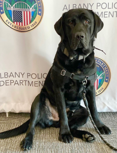 Photo of Bentley, Wellness dog for the Albany Police Department